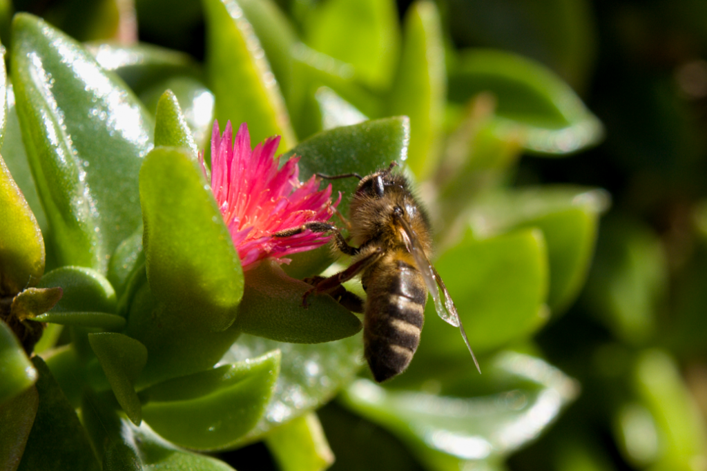 Biene an einem Portulakröschen